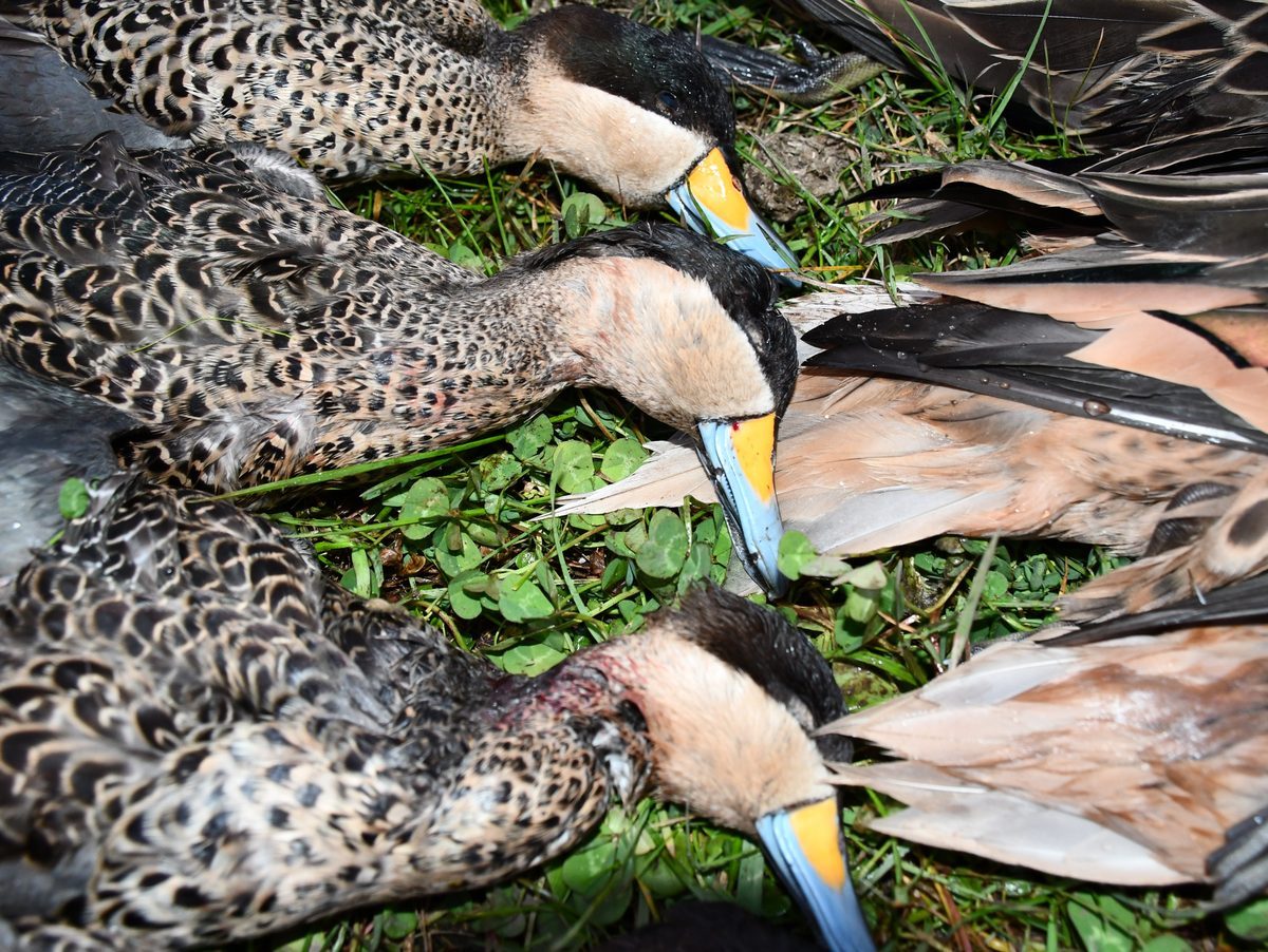 A morning's bag of ducks