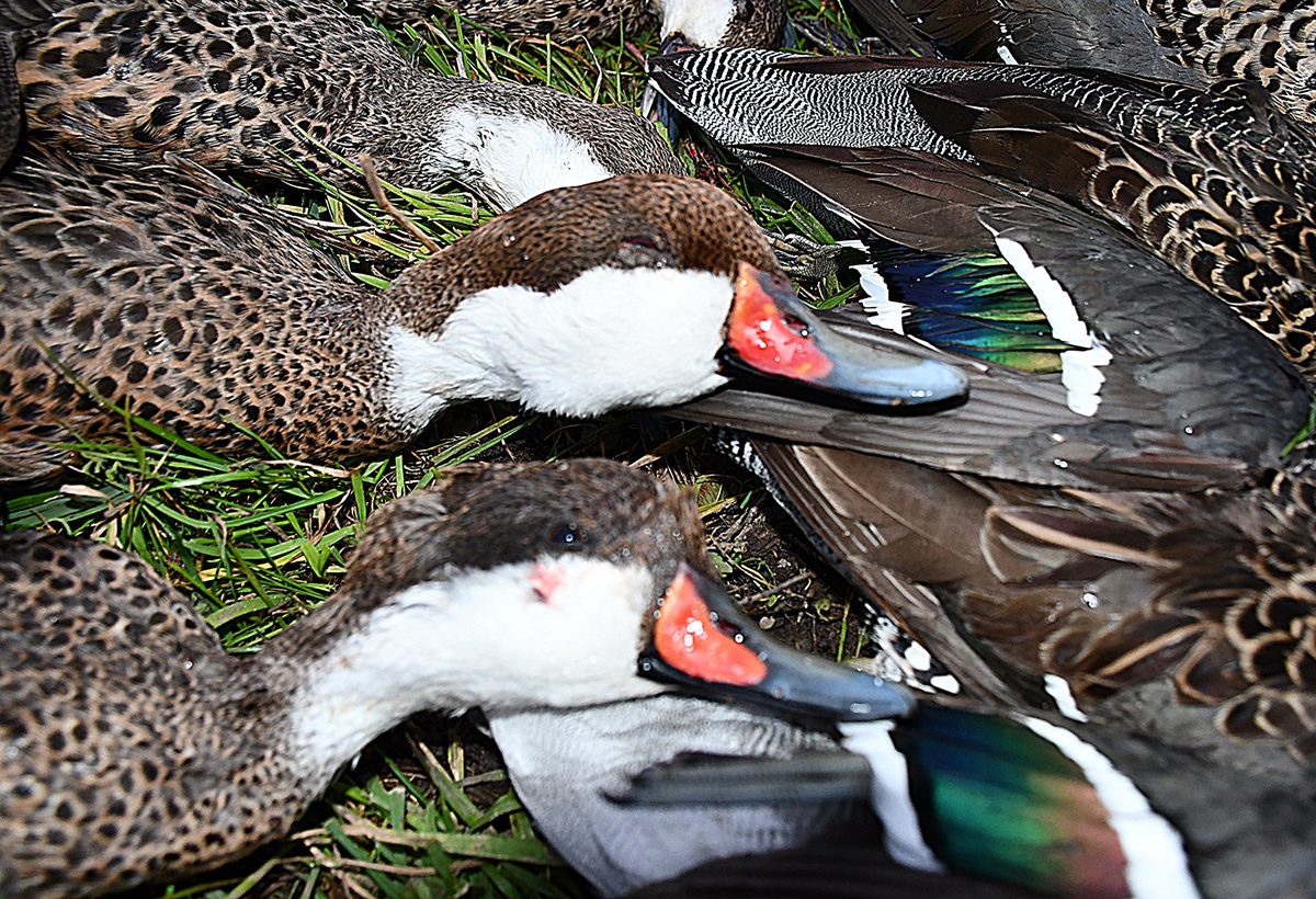 Rosy-billed pochards and teal from the marsh