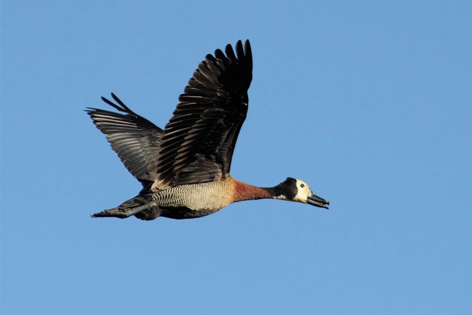 Duck over a Buenos Aires marsh
