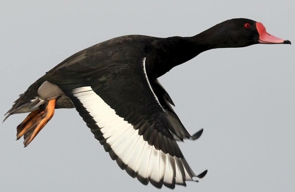 Rosy-billed pochard crossing the marsh