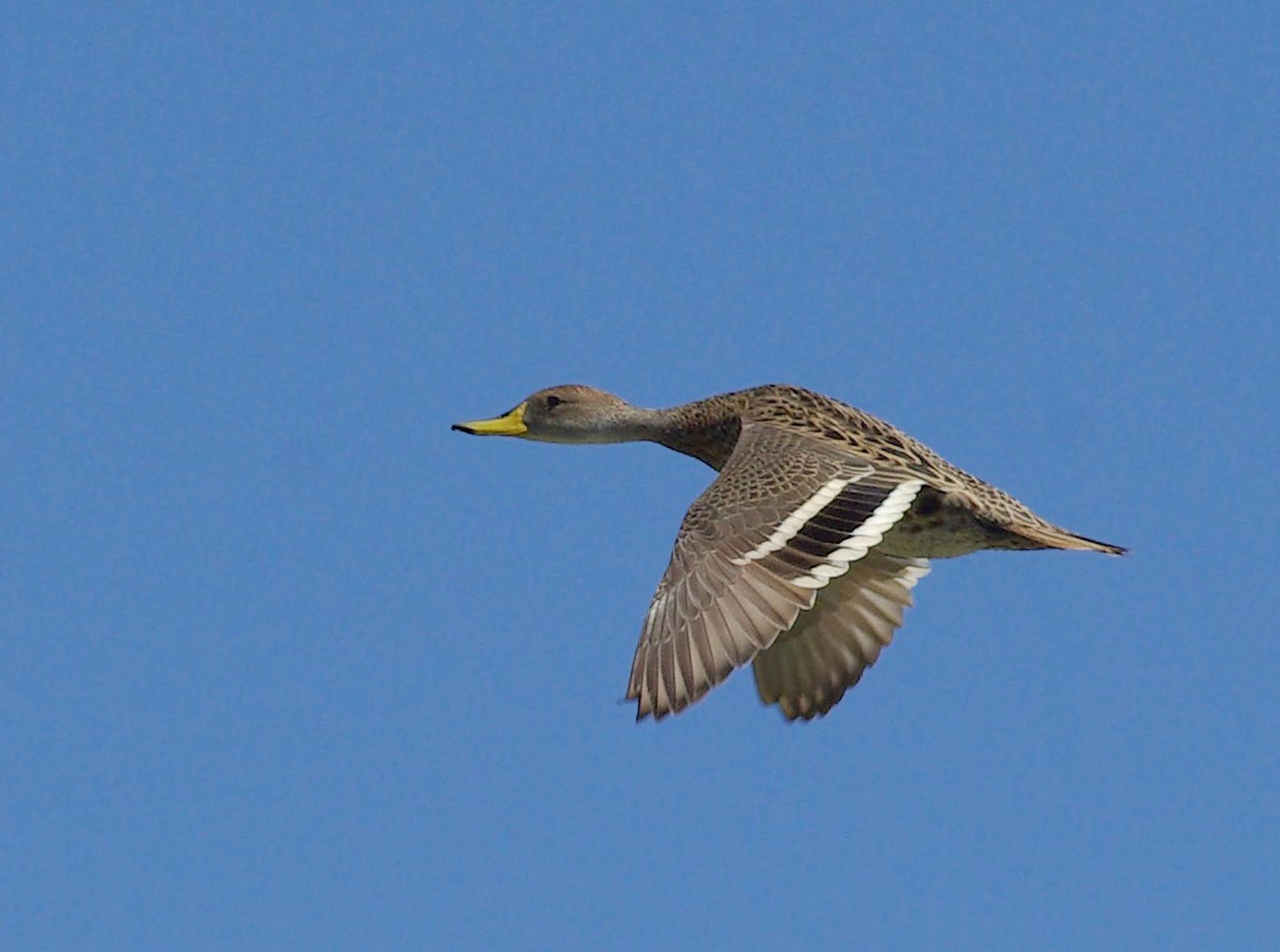 Yellow-billed pintail on the wing