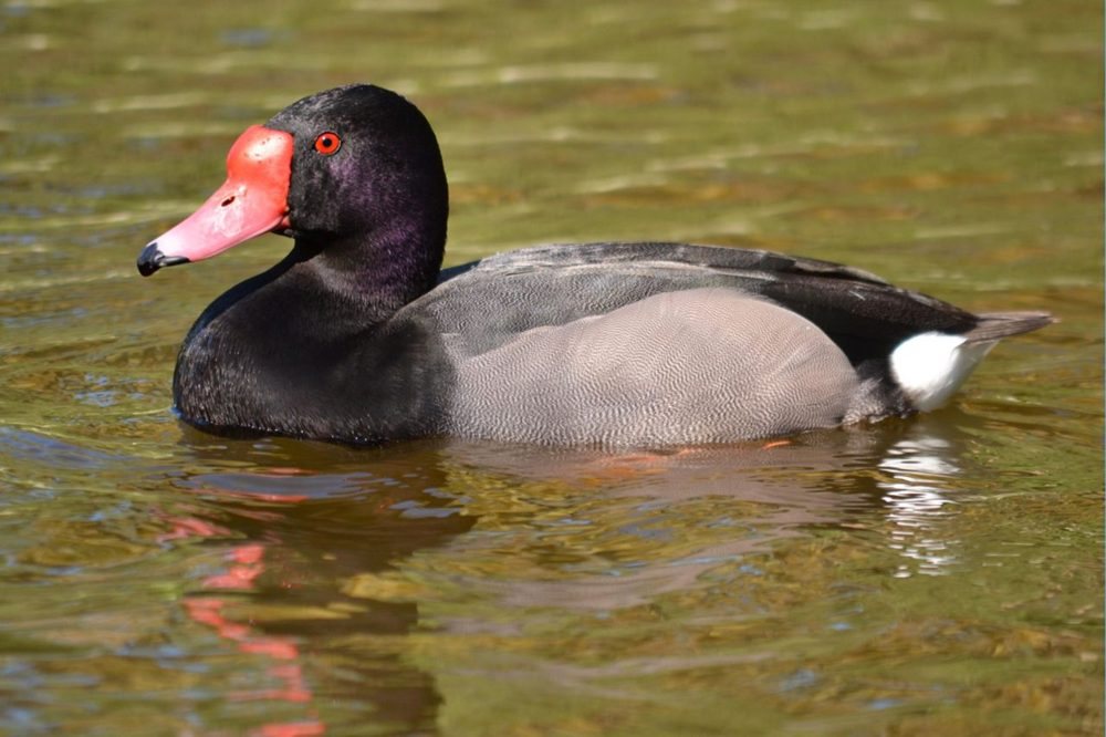 Rosy-billed pochard on the water