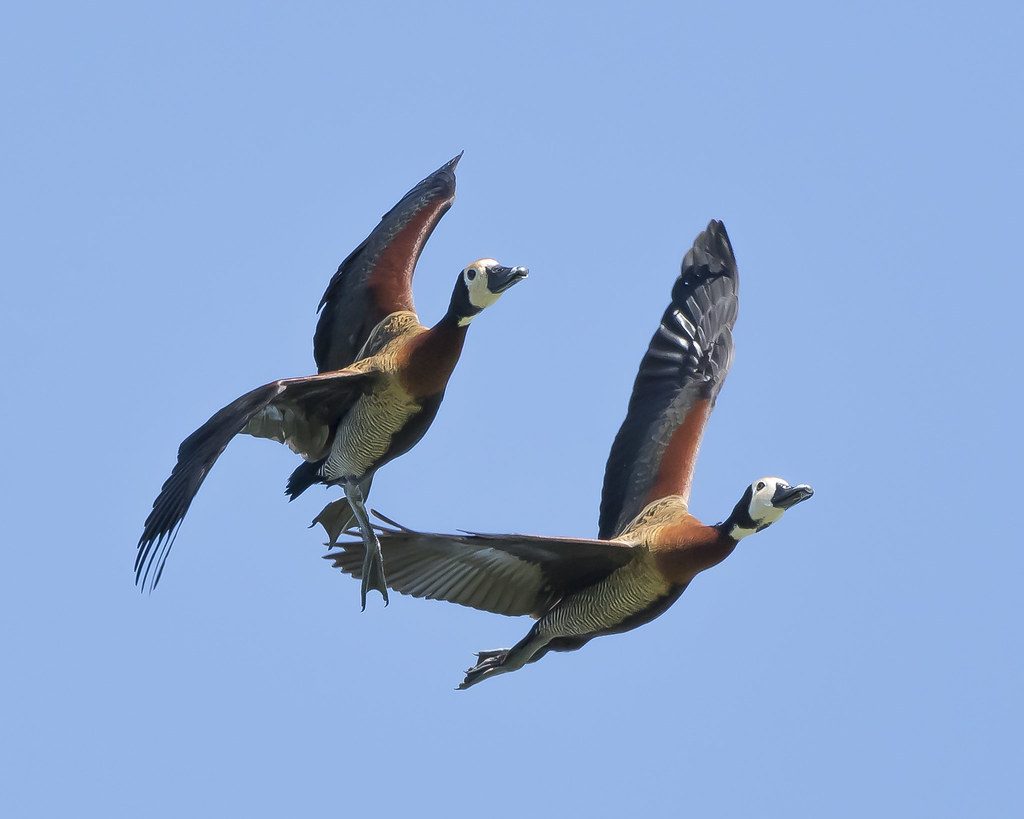 White-faced whistling ducks coming in
