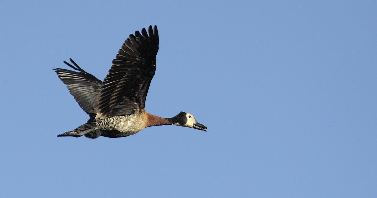 Whistling duck over the Córdoba wetlands