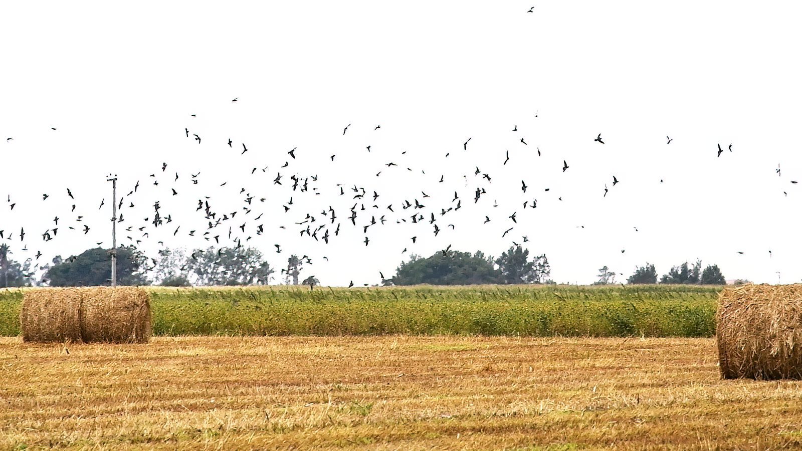 Doves swarming a Córdoba field