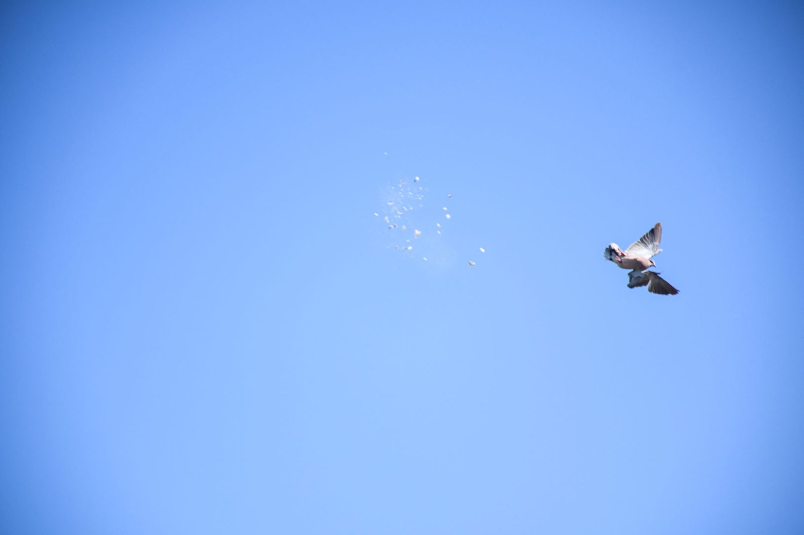 A dove taken on the wing