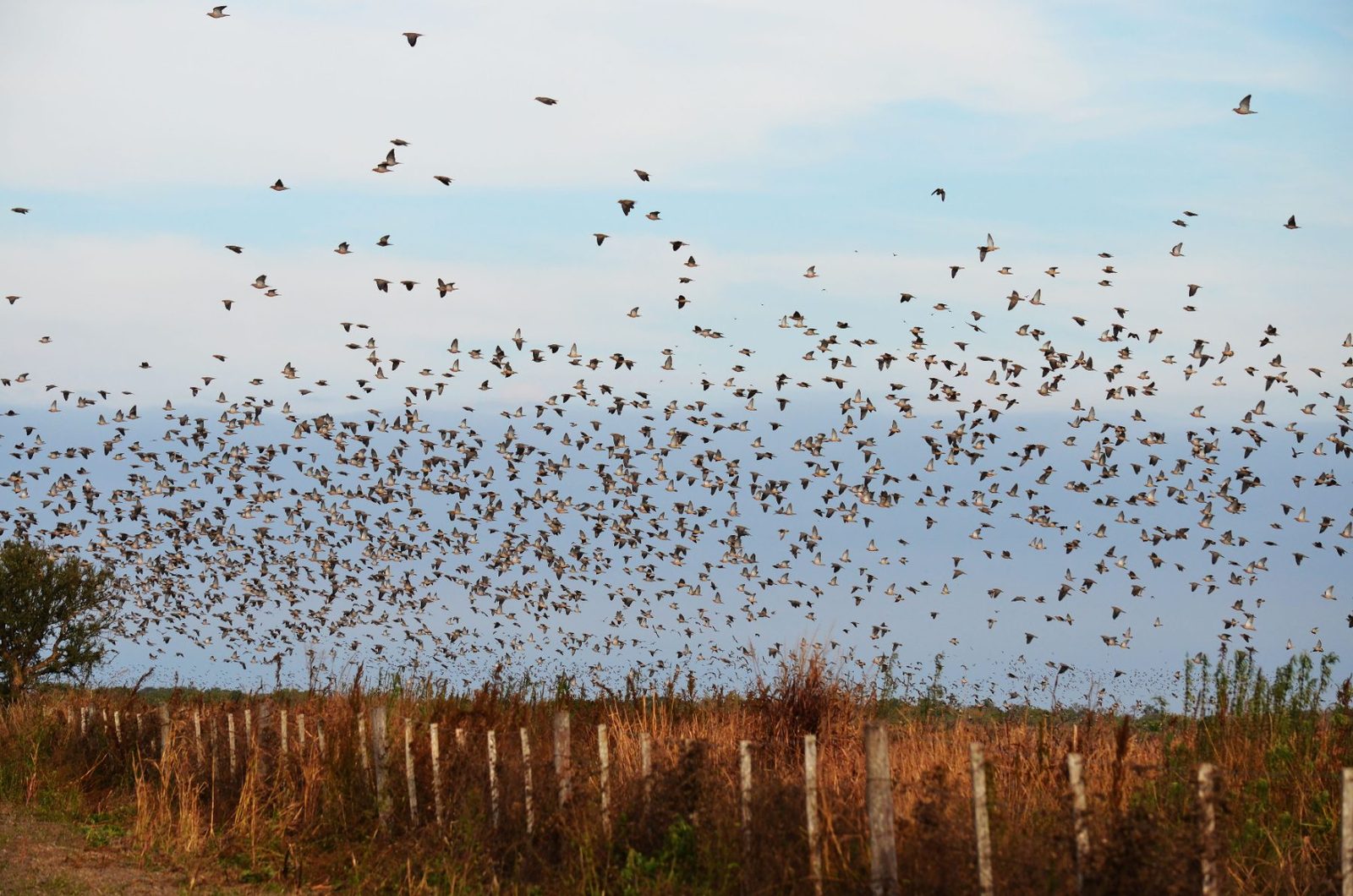 A cloud of eared doves lifting off a scouted Córdoba field