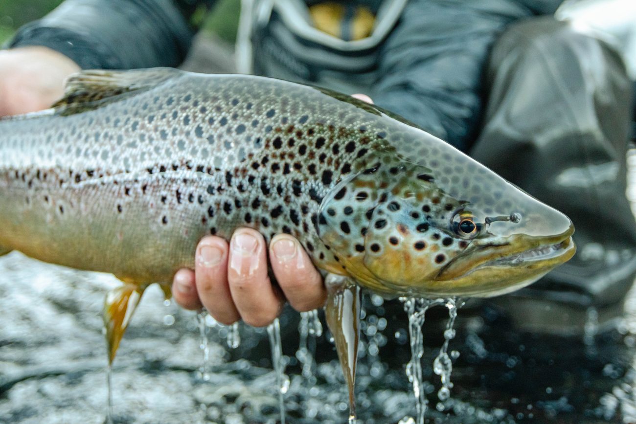Angler holding a Patagonian brown trout