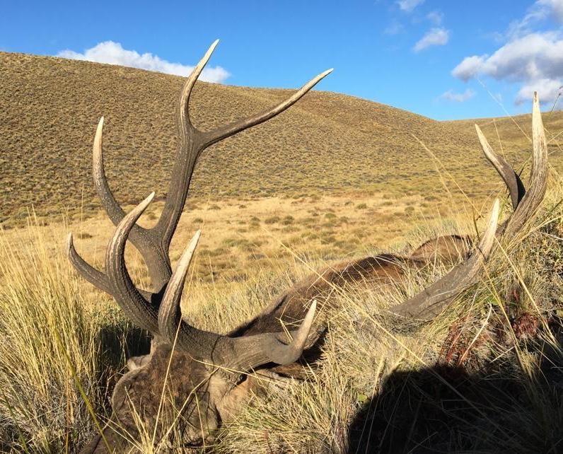 A free-range red stag trophy in Patagonia